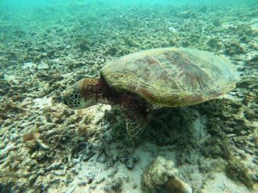 宮古島 ADVENTURE PiPi（ミヤコジマ アドベンチャー ピピ）に投稿された画像（2024/8/28）