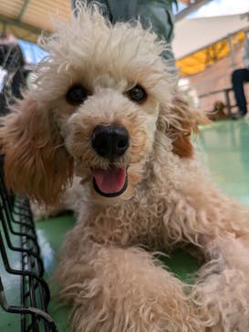 つくばわんわんランドに投稿された画像（2024/8/28）