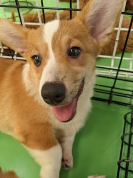 つくばわんわんランドに投稿された画像（2024/8/28）