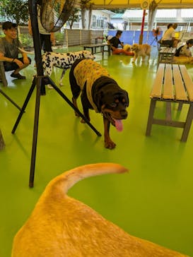 つくばわんわんランドに投稿された画像（2024/8/28）