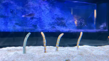 すみだ水族館に投稿された画像（2024/8/28）