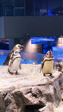 すみだ水族館に投稿された画像（2024/8/28）