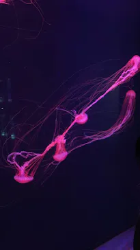 すみだ水族館に投稿された画像（2024/8/28）