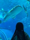 沖縄美ら海水族館に投稿された画像（2024/8/28）