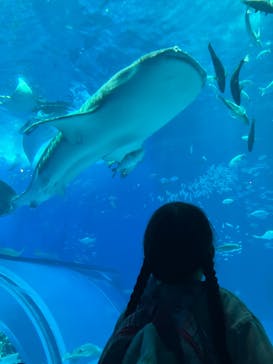沖縄美ら海水族館に投稿された画像（2024/8/28）