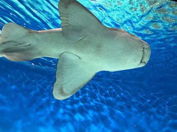 アクアワールド茨城県大洗水族館に投稿された画像（2024/8/28）