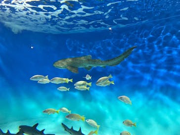 アクアワールド茨城県大洗水族館に投稿された画像（2024/8/28）