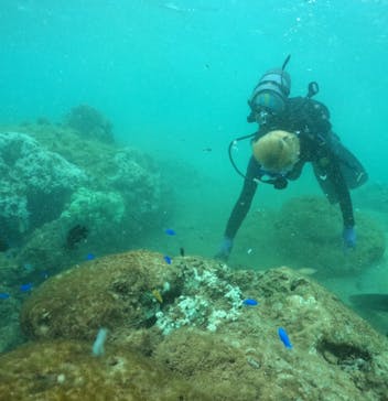 武藤潜水に投稿された画像（2024/8/28）