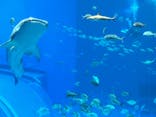 沖縄美ら海水族館に投稿された画像（2024/8/28）
