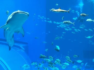 沖縄美ら海水族館に投稿された画像（2024/8/28）