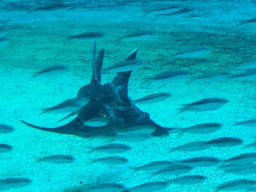 沖縄美ら海水族館に投稿された画像（2024/8/28）