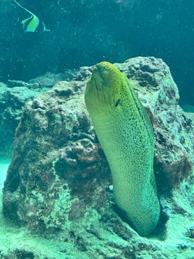 沖縄美ら海水族館に投稿された画像（2024/8/28）
