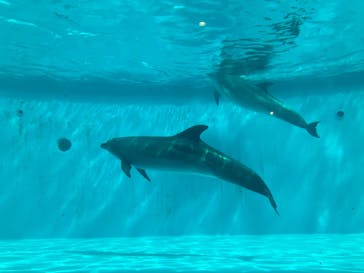 しながわ水族館に投稿された画像（2024/8/28）