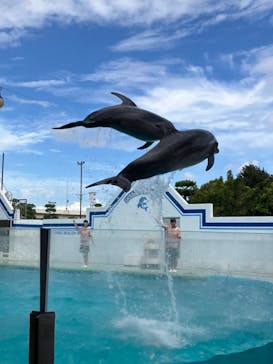 しながわ水族館に投稿された画像（2024/8/28）