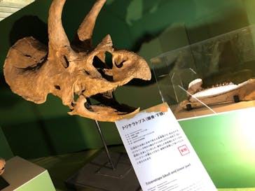 巨大恐竜展2024に投稿された画像（2024/8/28）