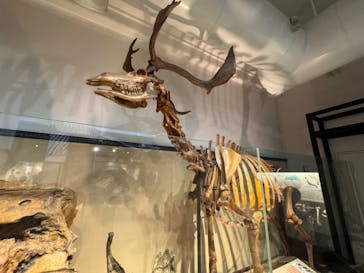 国立科学博物館に投稿された画像（2024/8/28）