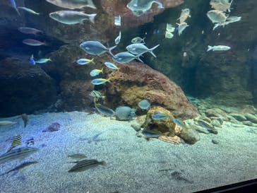 新江ノ島水族館に投稿された画像（2024/8/28）