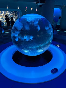 新江ノ島水族館に投稿された画像（2024/8/28）