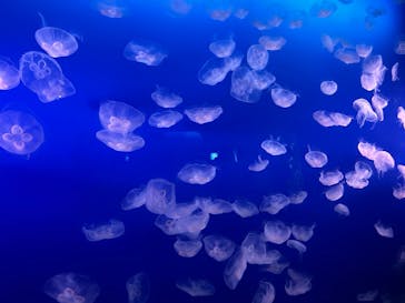 新江ノ島水族館に投稿された画像（2024/8/28）