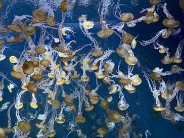 新江ノ島水族館に投稿された画像（2024/8/28）