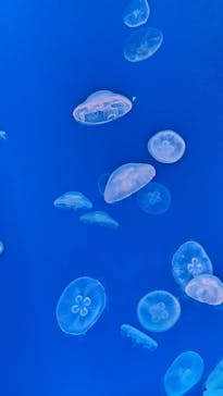 大分マリーンパレス水族館 「うみたまご」に投稿された画像（2024/8/28）