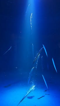 大分マリーンパレス水族館 「うみたまご」に投稿された画像（2024/8/28）