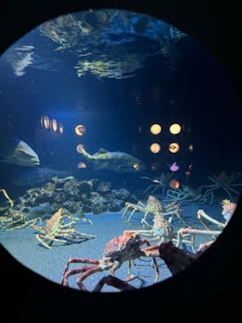 環境水族館アクアマリンふくしまに投稿された画像（2024/8/28）