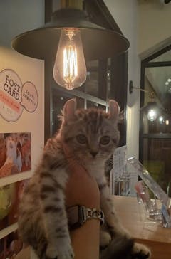 猫カフェモカ　池袋東口店に投稿された画像（2024/8/28）