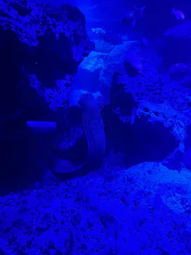 すみだ水族館に投稿された画像（2024/8/28）