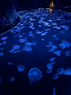 すみだ水族館に投稿された画像（2024/8/28）