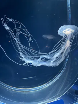 すみだ水族館に投稿された画像（2024/8/28）