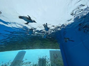 サンシャイン水族館に投稿された画像（2024/8/28）