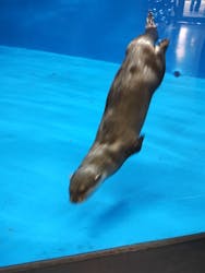 越前松島水族館に投稿された画像（2024/8/28）