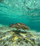 nico 宮古島に投稿された画像（2024/8/28）