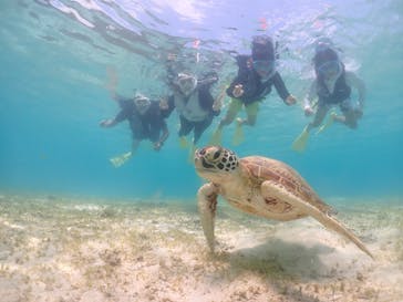 タビワク　宮古島に投稿された画像（2024/8/28）