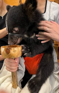 奥飛騨クマ牧場に投稿された画像（2024/8/28）