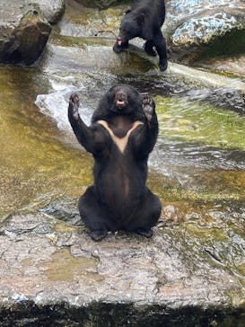 奥飛騨クマ牧場に投稿された画像（2024/8/28）