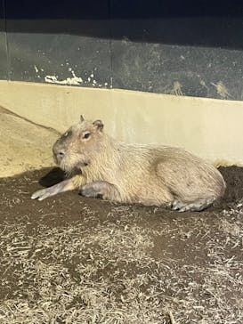 マクセル アクアパーク品川に投稿された画像（2024/8/29）