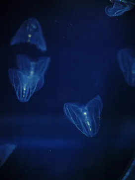 すみだ水族館に投稿された画像（2024/8/29）