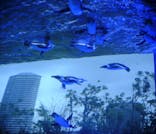 サンシャイン水族館に投稿された画像（2024/8/21）