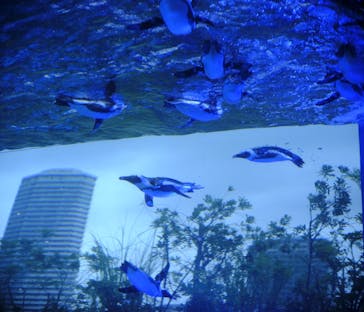サンシャイン水族館に投稿された画像（2024/8/21）