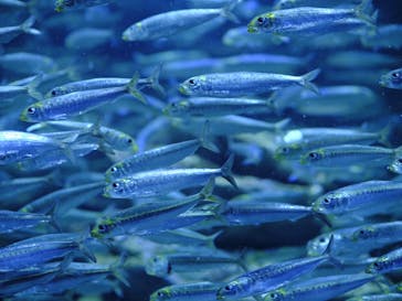 サンシャイン水族館に投稿された画像（2024/8/21）