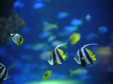 サンシャイン水族館に投稿された画像（2024/8/21）