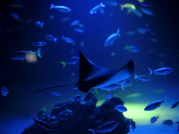 サンシャイン水族館に投稿された画像（2024/8/21）