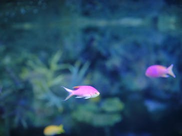 サンシャイン水族館に投稿された画像（2024/8/21）