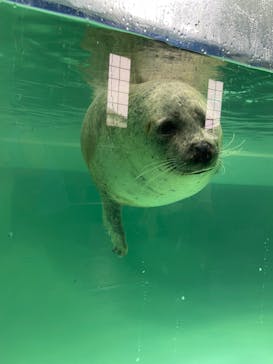 下田海中水族館に投稿された画像（2024/8/29）