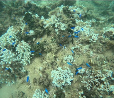 武藤潜水に投稿された画像（2024/8/29）