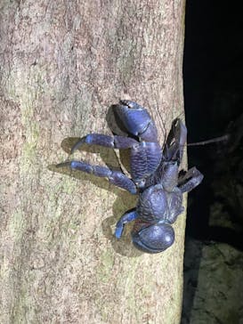 宮古島マリン SUGAR3（シュガースリー）に投稿された画像（2024/8/29）