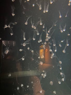 環境水族館アクアマリンふくしまに投稿された画像（2024/8/29）