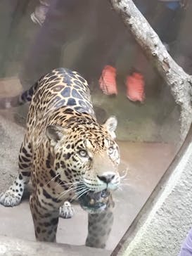 那須どうぶつ王国に投稿された画像（2024/8/29）